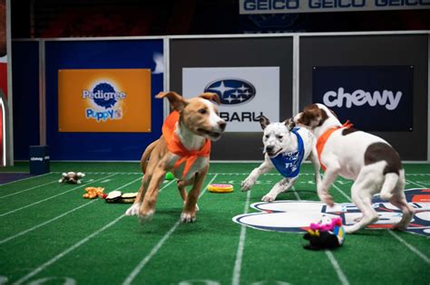 Puppy Bowl Picture